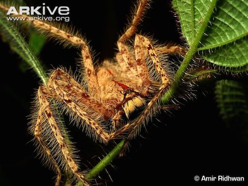 Photo from ARKive of the David Bowie spider (Heteropoda davidbowie) - http://www.arkive.org/david-bowie-spider/heteropoda-davidbowie/image-G72074.html