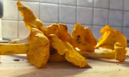 O skrivnostnih prebivalkah naših gozdov