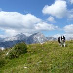 Od višine se zvrti: Slovenci in gore